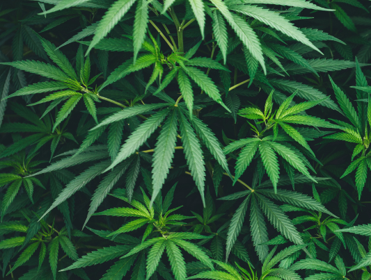 Cannabis use in sectional title schemes